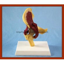 Type de bureau Modèle articulation de la hanche humaine avec des muscles modèle anatomique